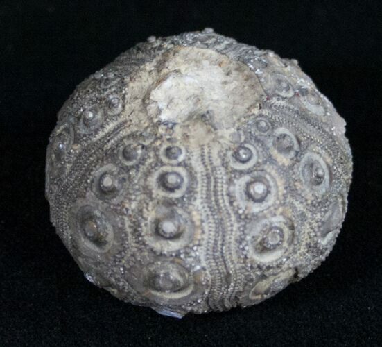 Detailed Nenoticidaris Fossil Urchin - Morocco #10619